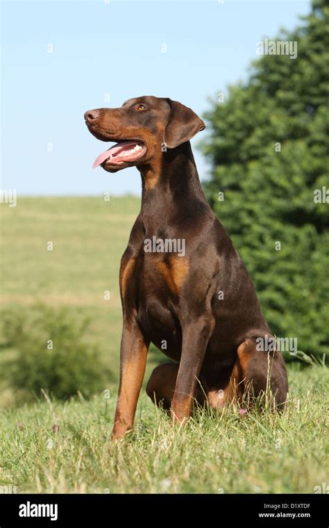 Dog Dobermann Doberman Pinscher Natural Ears Adult Sitting On A