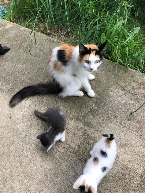 Stray Cat Approaches Rescuers And Leads Them To Her 3 Kittens In Need