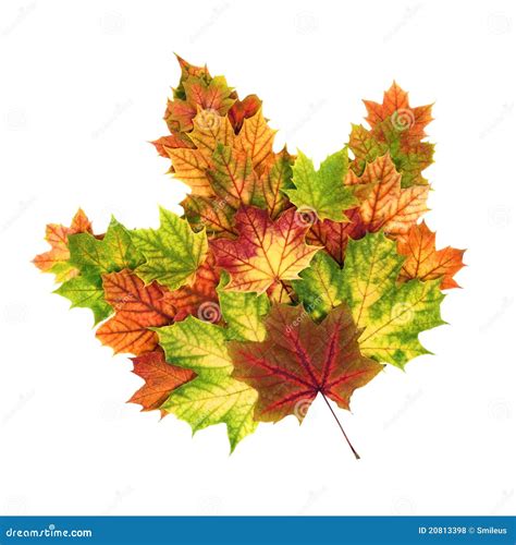 Autumn Leaves Arranged As A Single Maple Leaf Royalty Free Stock Photos