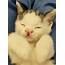 Kitten Born With Cleft Lip Saved At A Few Days Old And Grew To Be 