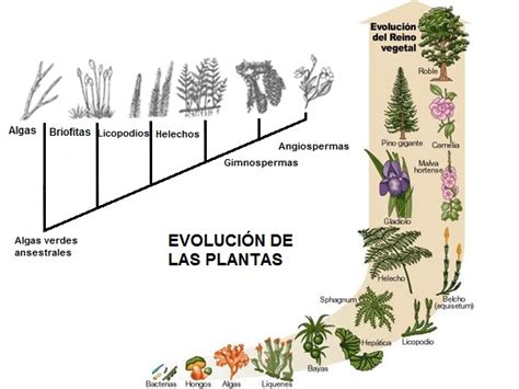 Top 172 Evolucion De Las Plantas Con Flores Anmbmx