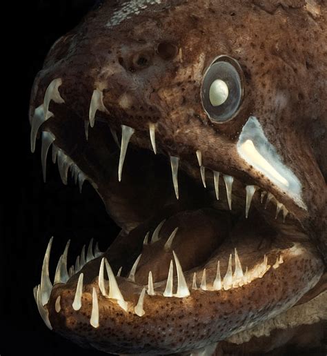 Real Monstrosities Deep Sea Dragonfish