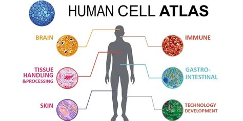 Human Cell And Its Functions