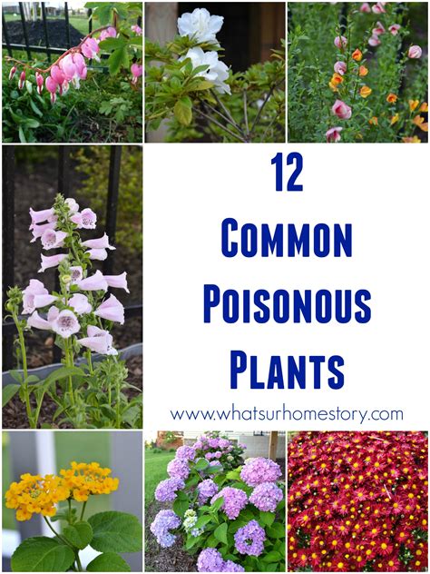 We were becoming concerned because he couldn't even keep down all parts of the plant are poisonous. How Safe is Your Garden? | Whats Ur Home Story