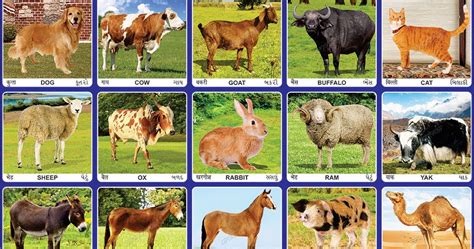 Spectrum Educational Charts Chart 328 Domestic Animals 2