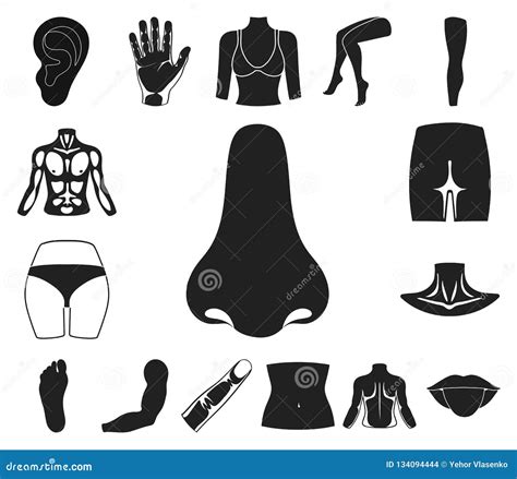 Part Of The Body Limb Black Icons In Set Collection For Design Human