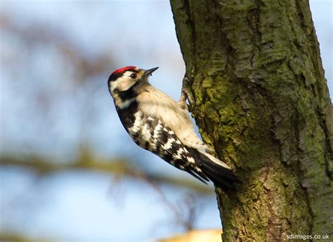 Lesser Spotted Woodpecker By Steve Dolan Birdguides