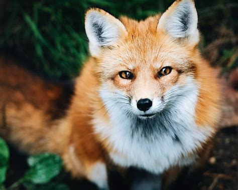 Are Foxes Related To Cats And Dogs