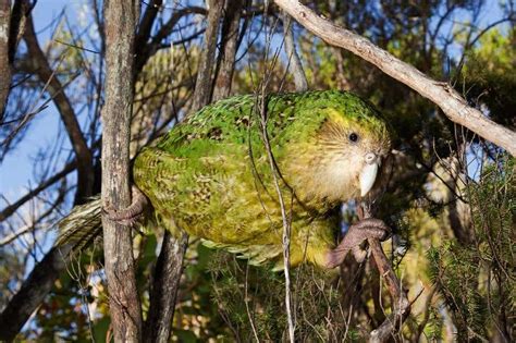 Vitamin Supplements Could Save Critically Endangered Kakapo New Scientist