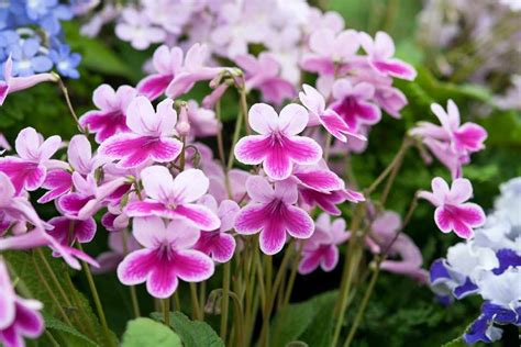 The Best Flowering House Plants To Grow Bbc Gardeners World Magazine