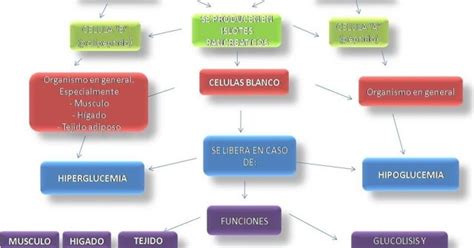Fisiologia De Marin Mapa Conceptual De Insulina Y Glucagon