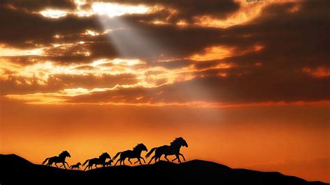 Wild Horses Run At Sunset Rmostbeautiful