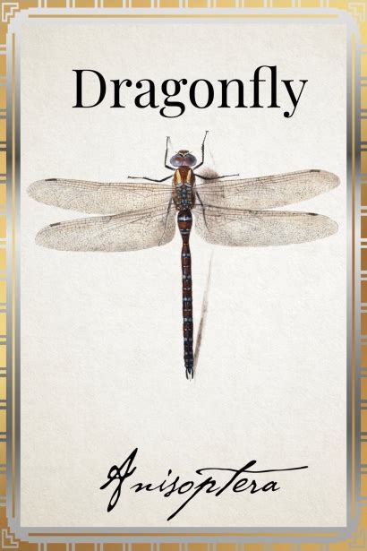 The Dragonfly Vintage Poster Free Stock Photo Public Domain Pictures
