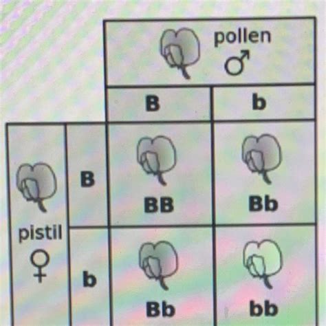 The mating between two parents is called a cross. What Is A Punnett Square And Why Is It Useful In Genetics ...
