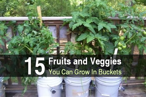Healthy Sustainable Living Fast Growing Veggies In An