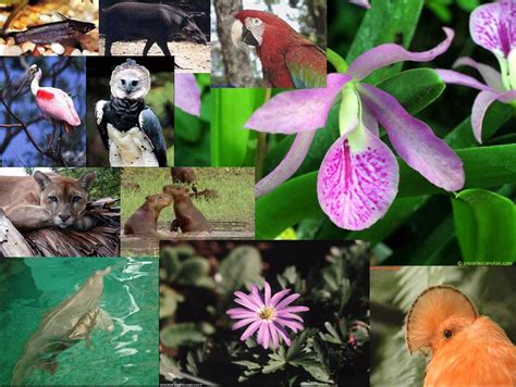 Flora Y Fauna Del Ecuador Enero 2013