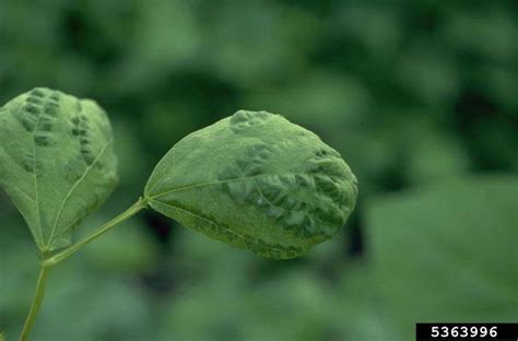 We did not find results for: Mosaic virus | WikiGardener | FANDOM powered by Wikia