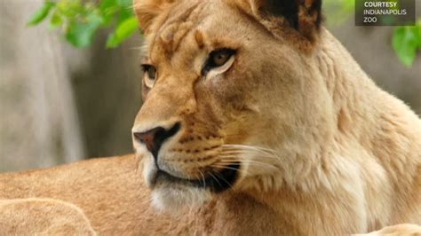 Lioness Kills Father Of Her Cubs The Washington Post