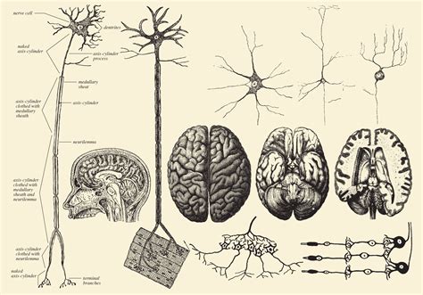 Brain And Neuron Drawings Download Free Vector Art Stock Graphics