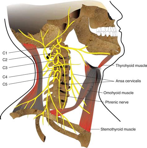 Cervical Plexus Block Hadzics Peripheral Nerve Blocks And Anatomy