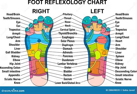 Foot Reflexology Chart Planter Dorsal Medial Lateral Map Colorful 14560 The Best Porn Website