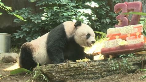 Oldest Panda In Captivity Jia Jia Dies At The Age Of 38 Bbc News