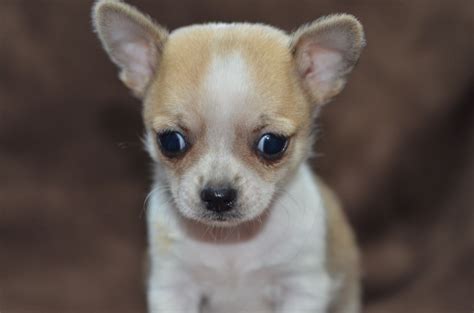 Chihuahua Puppies Photos Small Dog Breed Photos