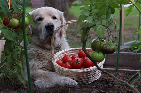 Can Dogs Eat Tomatoes Pet Magzine