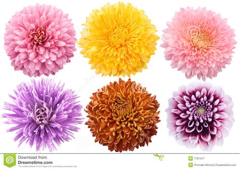 They are bright, desired, pleasantly smell. Set Of Dahlia Flowers In Different Color Stock Image ...