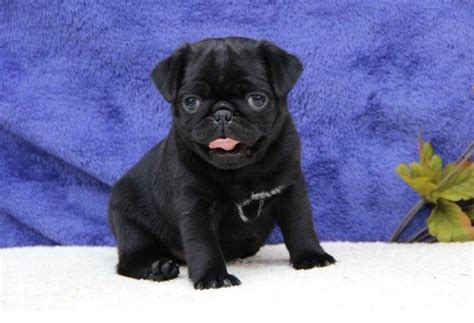 We also try to expose them. Available Pug Puppies for sale | Love My Pugs | Puppies ...