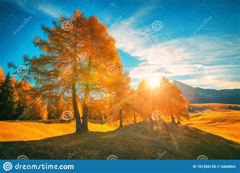 Aerial Autumn Sunrise Scenery With Yellow Trees Stock Photo Image Of
