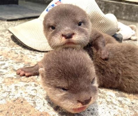 Attentionspeakers Up Alert Baby Otters Otters Cute Animals