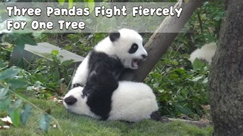 Three Pandas Fight Fiercely For One Tree Ipanda Youtube