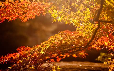 Wallpaper 1920x1200 Px Blurred Fall Leaves Nature Photography