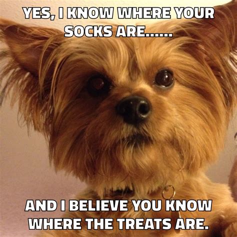 Shes Sneaky Meme Yorkie Funny Dog Memes