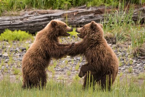 Grizzly Bear Cubs Standing And Playingphoto Alaska Usa Jess Lee