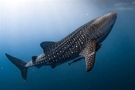Whale Shark Rhincodon Typus