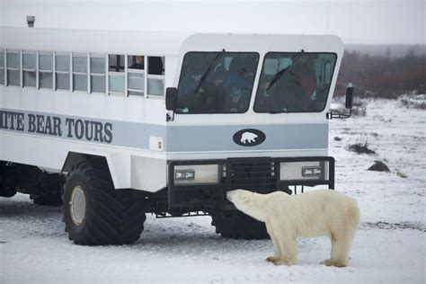 8 Ways To See Polar Bears In The Wild Travel Channel
