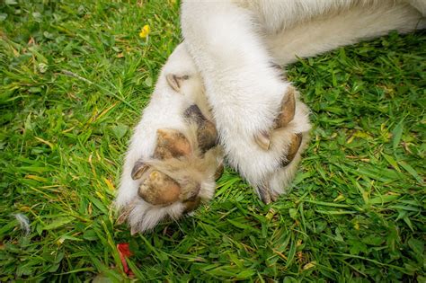 How To Treat Hyperkeratosis In Dogs Stumps And Rumps