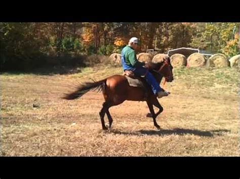 standardbred speed racking horse youtube