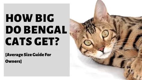 How Big Do Bengal Cats Get Average Size Guide