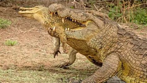 Watch Unbelievable Viral Video Crocodile Eats Another Crocodile