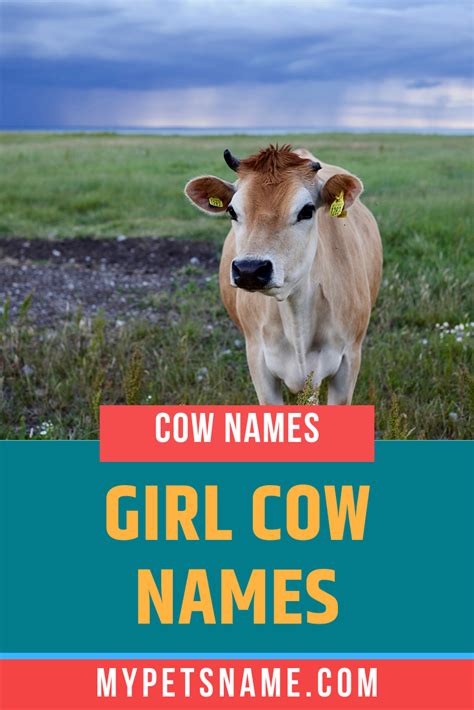 Girl Cow Names Cow Names Girl Pet Names Cute Baby Cow