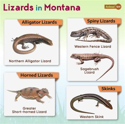 List Of Lizards Found In Montana List With Pictures