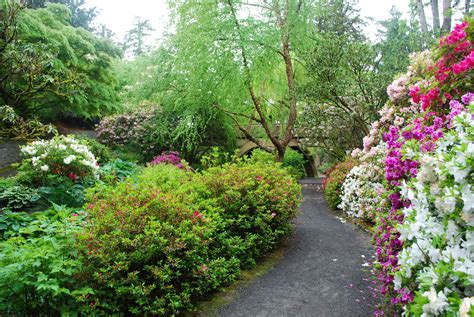 Looking for a vast selection of plants, flowers, trees, garden supplies and gifts? Crystal Springs Rhododendron Garden | Outdoor Project
