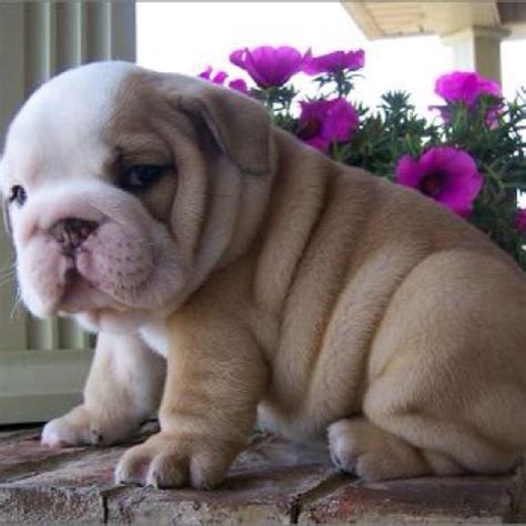 We breed the most awesome french bulldogs in texas! nothing better than a wrinkly puppy (With images ...
