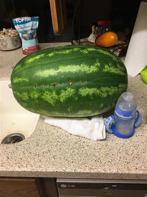 First Watermelon Of The Year No Banana For Scale But Have A Sippy Cup