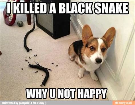 Soo Funny Itll Put A Smile On Your Face Funny Animals With Captions
