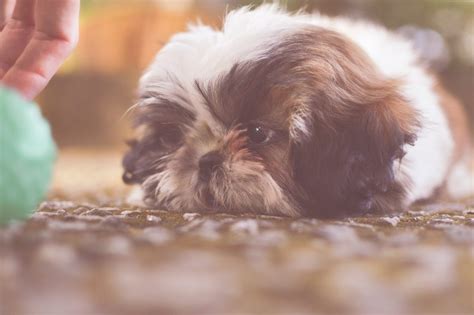 Shih Tzu Eye Problems What You Need To Know