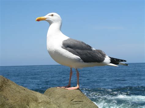 Free Seagull Stock Photo